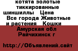 котята золотые тиккированные шиншиллы › Цена ­ 8 000 - Все города Животные и растения » Кошки   . Амурская обл.,Райчихинск г.
